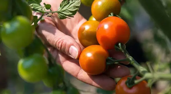 En hand plockar mogna tomater friland sorter. Gröna och orange tomater hänger på grenar i solljus.
