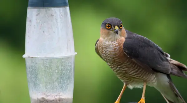 Un épervier aux yeux perçants près d'une mangeoire. Pour savoir comment faire fuir un épervier, observez sa technique de chasse.