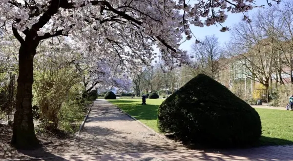 Kirschblüten säumen den Weg am Platz der Republik Hamburg. Ein Spaziergänger genießt die Frühlingssonne.