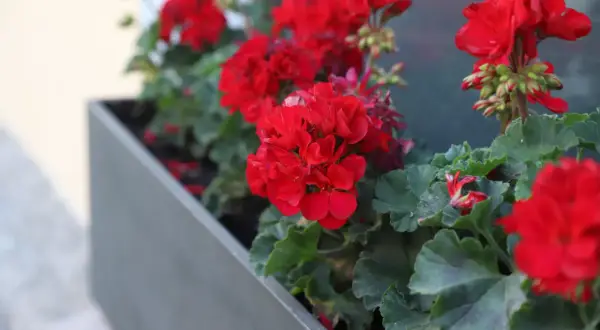 Jak przycinać pelargonie, aby uniknąć błędów i cieszyć się zdrowiem roślin