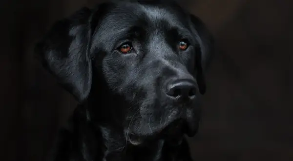 Portret czarnego labradora z brązowymi oczami na ciemnym tle.