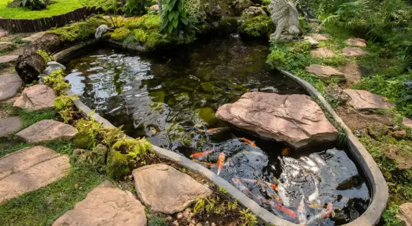 Un étang 1000m2 paisible, peuplé de carpes koï colorées, bordé de pierres et de végétation luxuriante, avec une statue de lion gardien.