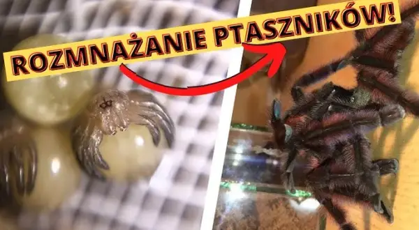 Jak rozmnażają się pająki? Od zalotów po kanibalizm poznaj sekrety.