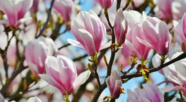 Delikatne kompozycje z magnolią, z różowymi i białymi płatkami, kwitnące na tle błękitnego nieba.
