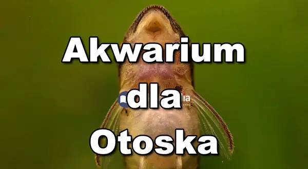 Akwarium dla otoska. Mała rybka z bliska, z widocznymi płetwami i pyszczkiem.