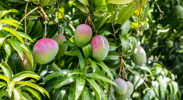 Frutti di mango maturi e verdi pendono dai rami rigogliosi, un segno della prospera agricoltura tropicale.