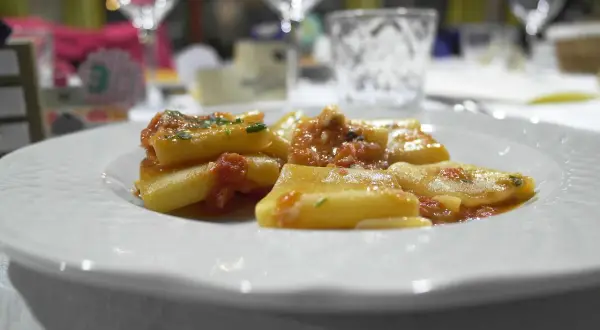 Paccheri co to? Duże, rurkowate makarony w sosie pomidorowym z ziołami, podane na białym talerzu.