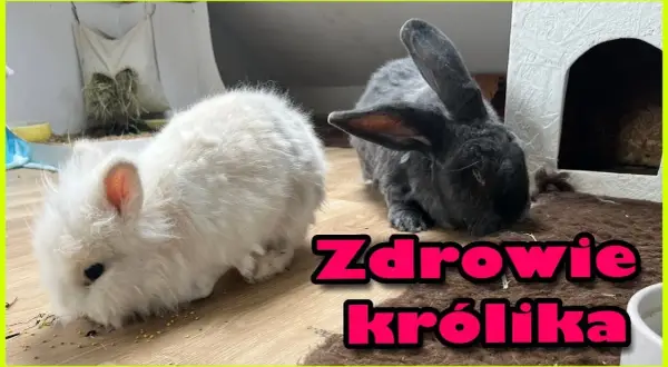 Czy z królikiem trzeba chodzić do weterynarza? Kluczowe informacje o zdrowiu