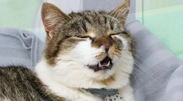 A tabby cat with its eyes closed and mouth open appears to be sneezing or has a runny nose.