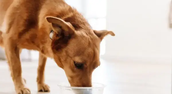 Rudy piesek z zaciekawieniem pije coś z miseczki. Czy pies może kefir? Ten psiak chyba tak, bo wygląda na zadowolonego.