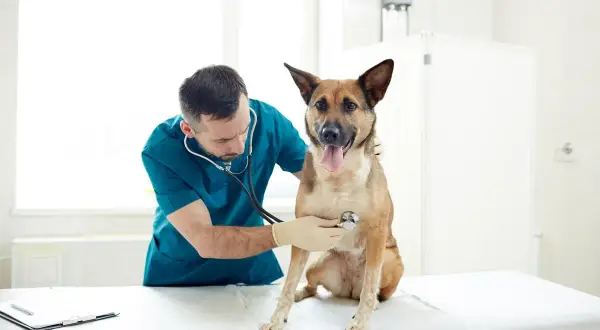 Encuentra el veterinario ideal para el cuidado de tu mascota hoy
