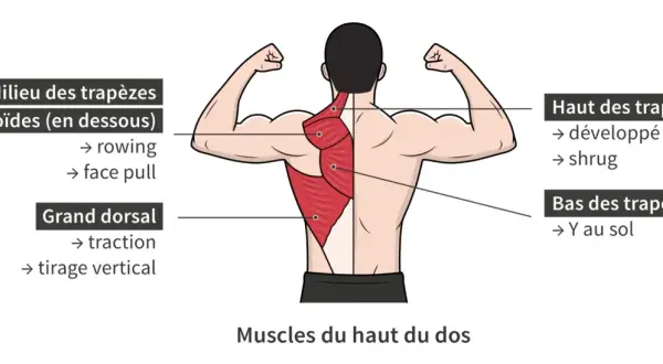 Anatomie du muscle haut du dos : vue détaillée des trapèzes et du grand dorsal, avec exercices associés.