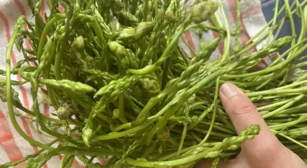Une main tient un bouquet d'asperges sauvages vertes et fines, prêtes à être cuisinées.