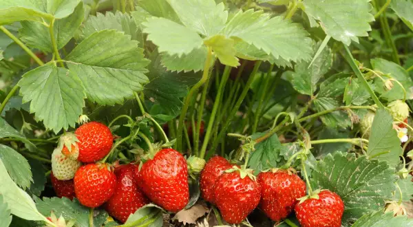 Reife, rote Erdbeeren wachsen üppig im Sonnenschein. Die grünen Blätter und Stiele zeigen, dass das Pflanzen von Erdbeeren erfolgreich war.