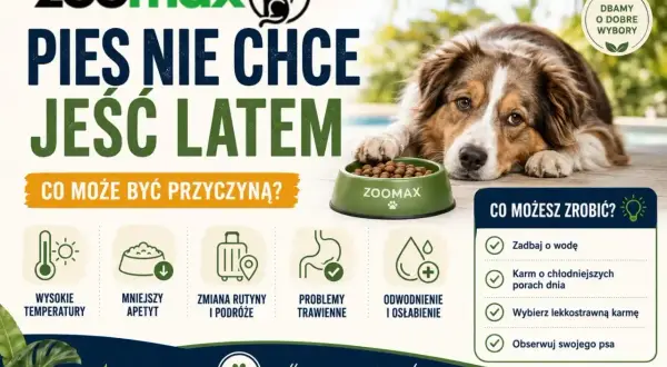 Pies nie chce jeść latem? Wysokie temperatury, zmiana rutyny, problemy trawienne mogą powodować brak apetytu u psa. Zadbaj o wodę i lekkostrawną karmę.
