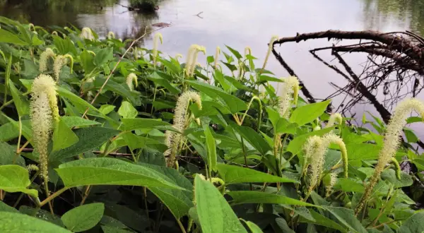 Plantes de Saururus cernuus aux fleurs blanches en forme de queue de renard, au bord d'une rivière calme.
