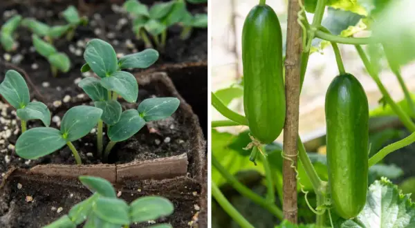 Små gurkplantor i krukor till vänster, och två mogna gurka baby som hänger på en planta till höger.