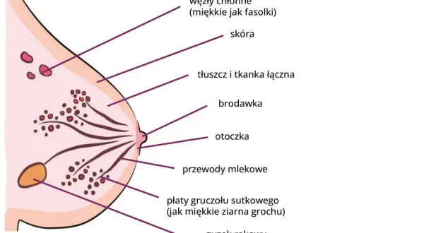 Masaż piersi: jędrność, zdrowie, samobadanie. Czy znasz wszystkie korzyści?
