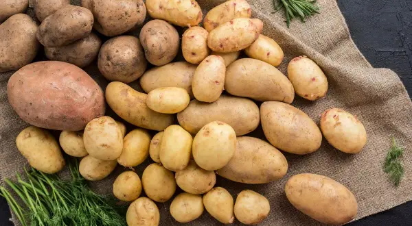 Un tas de pommes de terre de différentes tailles, parfaites pour un régime équilibré. Des herbes fraîches ajoutent une touche de couleur.