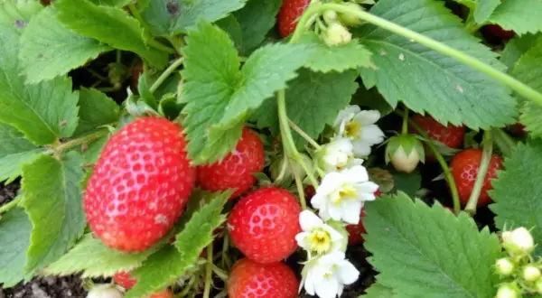Gros fruits rouges et fleurs blanches sur une fraisier plante.