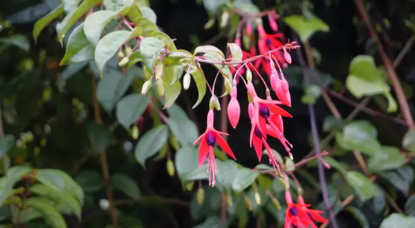 Hängende, leuchtend rote und pinke Fuchsienblüten mit dunklen Zentren, umgeben von grünen Blättern. Ein idealer **Fuchsien Standort** für diese zarten Schönheiten.