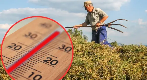 Gorący dzień na polu, rolnik zbiera siano, a termometr pokazuje wysokie temperatury. Zapowiada się załamanie pogody.