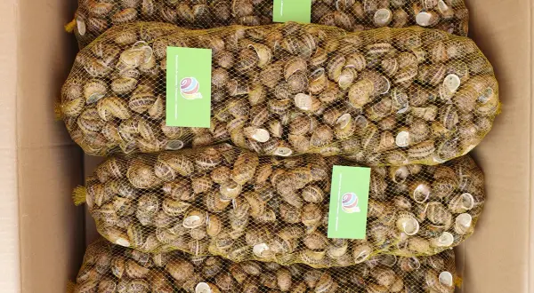 Cztery worki pełne ślimaków w kartonie. Zastanawiasz się, ile kosztuje 1 kg ślimaków w skupie?