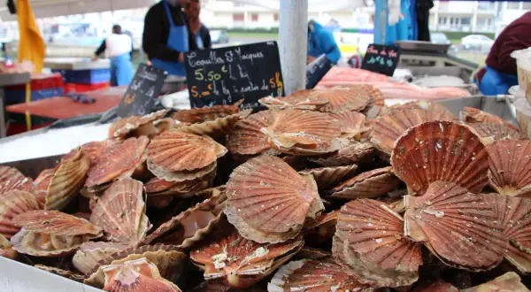 Coquilles Saint-Jacques fraîches, prêtes à être dégustées. La saison saint jacques est là, profitez-en !