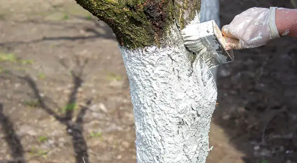 Ręka w rękawiczce maluje pień drzewa wapnem. To wiosenne malowanie drzew wapnem chroni je przed szkodnikami i mrozem.