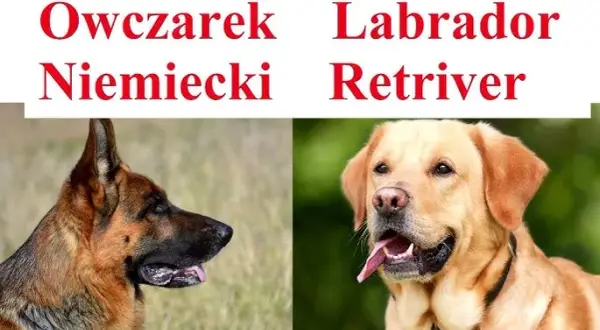 Owczarek niemiecki suczka czy pies - który wybór jest lepszy dla Ciebie?