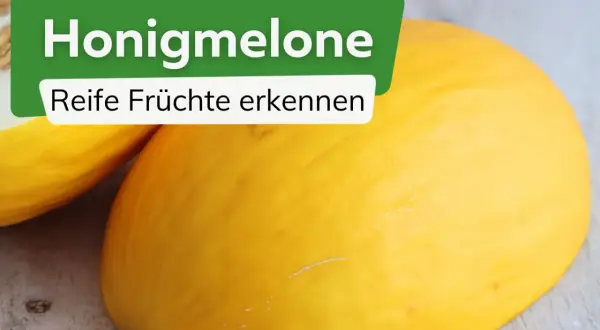 Zwei reife Honigmelonen liegen auf einem Holztisch. Die grüne Tafel mit weißer Schrift fragt: "Honigmelone wann reif? Reife Früchte erkennen".