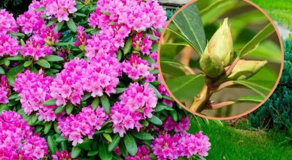 Jak uprawiać rododendrony - sekrety zdrowego wzrostu i kwitnienia