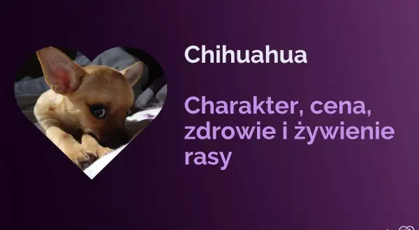 Uroczy piesek chihuahua, znany też jako pies ciulala, w sercu. Informacje o rasie: charakter, cena, zdrowie i żywienie.