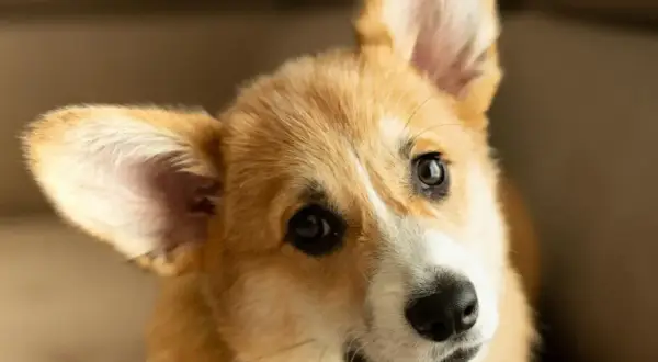 Portret uroczej szczenięcej corgi z dużymi uszami i inteligentnymi oczami.