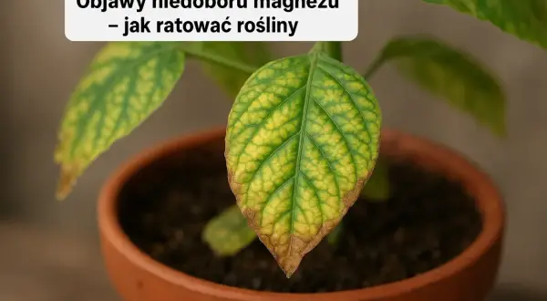 Niedobór magnezu: Objawy, które łatwo pomylić. Rozpoznaj je!