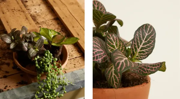 Close-up of a Fittonia plant with striking pink veins on dark green leaves. This plant is not toxic to cats, offering peace of mind for pet owners.