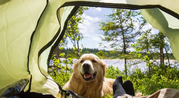 Vue depuis une tente : un chien golden retriever heureux, des pieds en chaussettes noires, et un paysage de forêt et d'eau. Parfait pour un camping avec chien au bord de mer.