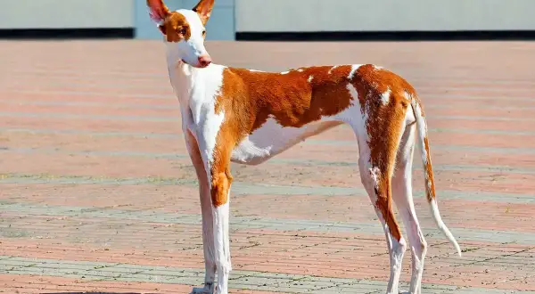 Elegancki podenco z Ibizy o rudych łatach na białym tle, z charakterystycznymi, sterczącymi uszami, dumnie prezentuje swoją sylwetkę na brukowanym placu.