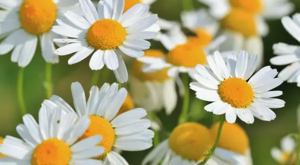 Camomila, también conocida como manzanilla, florece con pétalos blancos y centros amarillos vibrantes.