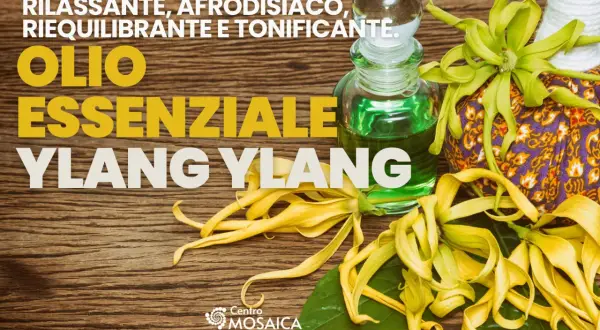 Olio essenziale di ylang ylang, noto per le sue proprietà rilassanti e afrodisiache. Fiori gialli e boccetta di olio su fondo in legno.
