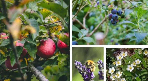 Mele rosse, mirtilli, un'ape su lavanda e fragoline di bosco: un assaggio di un rigoglioso food forest.
