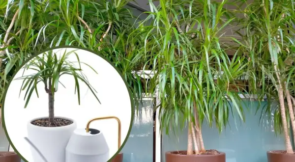 Dracena potrzebuje regularnego podlewania. Widać ją w donicy obok stylowej konewki.