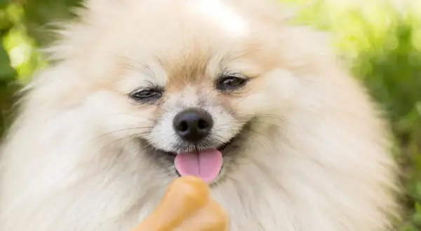 Uroczy szczeniak pomeranian z językiem na kości. Zastanawiasz się, ile powinien jeść szczeniak pomeranian?