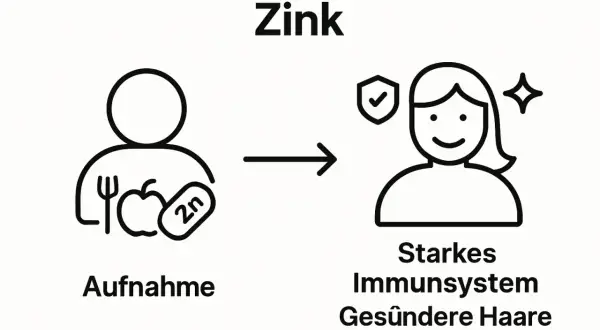 Zinkaufnahme durch Nahrung führt zu starkem Immunsystem und gesünderen Haaren. Wie viel Zink pro Tag?
