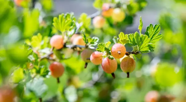 Reife Stachelbeeren hängen an einem sonnenbeschienenen Zweig. Der ideale stachelbeere standort ist sonnig und geschützt.