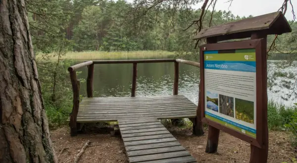 Drewniana platforma widokowa nad jeziorem Nierybno, jedna z atrakcji Borów Tucholskich. Tablica informacyjna opisuje walory przyrodnicze tego miejsca.