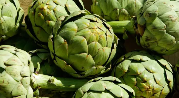 Un montón de alcachofas verdes frescas, listas para ser cocinadas y disfrutar de sus propiedades.