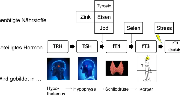 Schema zur Schilddrüsenhormonproduktion: TRH, TSH, fT4, fT3, rT3. Benötigte Nährstoffe wie Jod, Selen, Zink, Eisen, Tyrosin. Stress beeinflusst den calcitonin wert.
