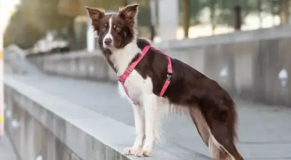 Jaką obrożę dla border collie wybrać, by zapewnić komfort i bezpieczeństwo?