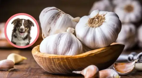 Czy pies może jeść czosnek? Poznaj zagrożenia i bezpieczne opcje